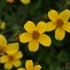 Bidens ferulifolia 'Yellow'